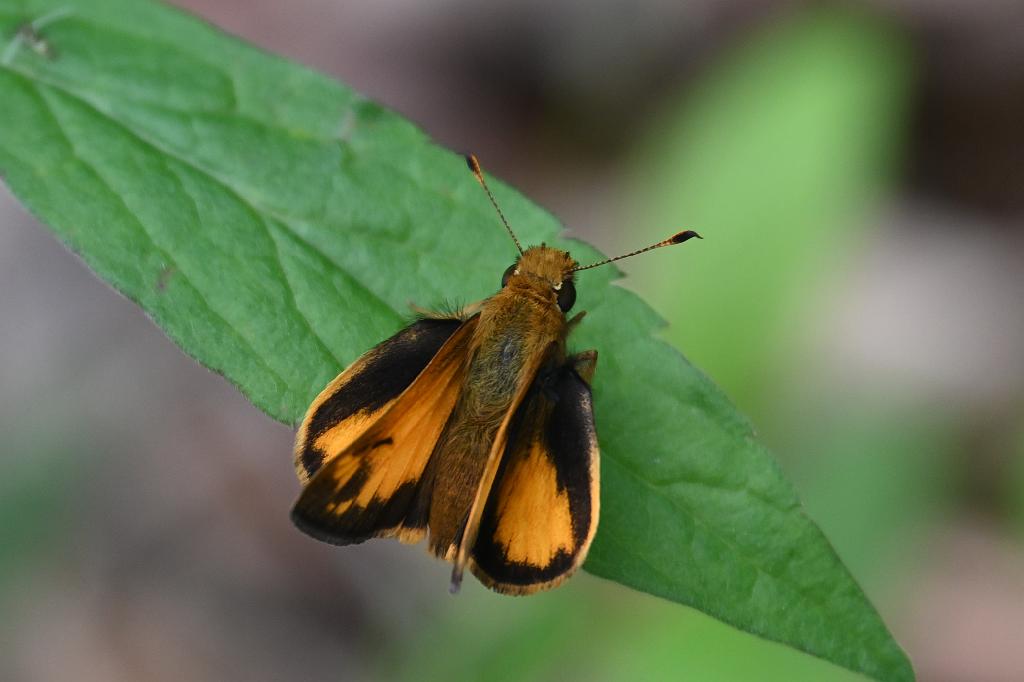 2025-05168608 Broad Meadow Brook, MA.JPG - Zabulon Skipper Butterfly. Broad Meadow Brook Wildlife Sanctuary, MA, 5-16-2025